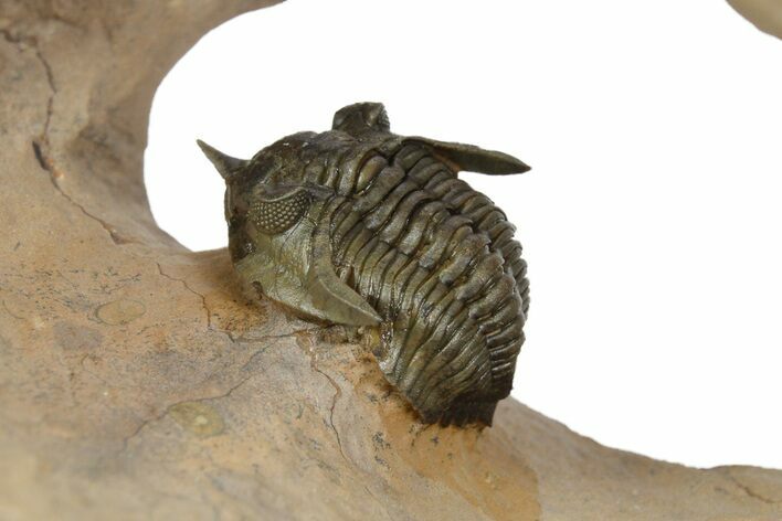 Pseudocryphaeus (Cryphina) Trilobite - Lghaft, Morocco #350527